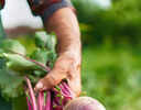 From Beetroot Halwa to Beetroot Pulao: 9 ways to add this superfood to daily diet